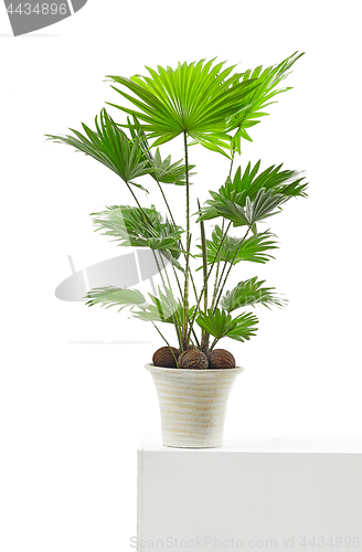 Image of Livistona palm tree