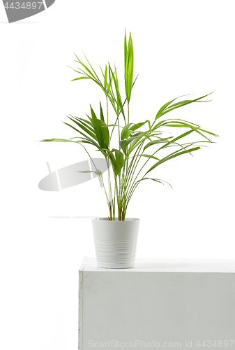 Image of Areca palm on white background