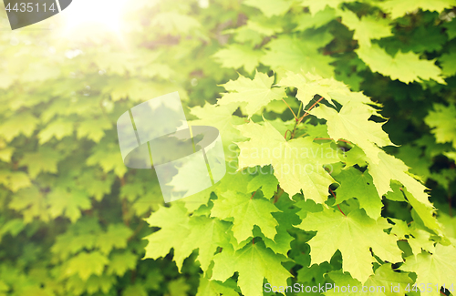 Image of close up of maple tree