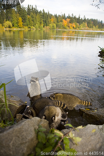 Image of racoons