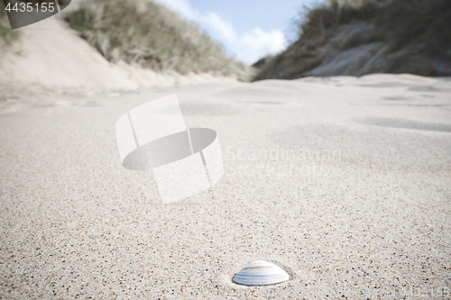 Image of White sea shell in the sand