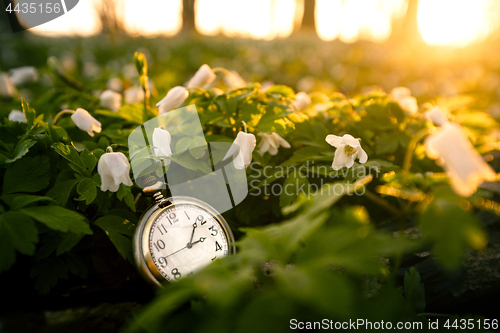 Image of Golden pocket watch in a forest with anemone flowers