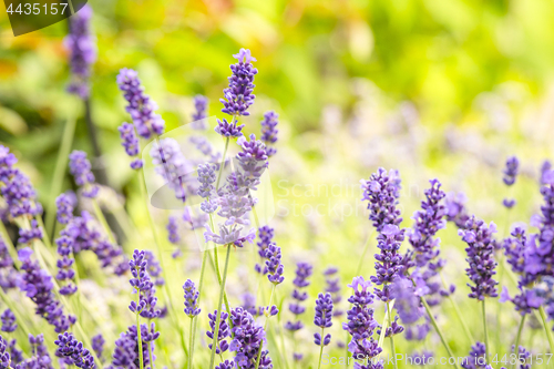 Image of Purple wildflowers on a meadow in the summer