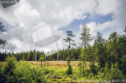 Image of Pine trees in a forest clearing in the summer