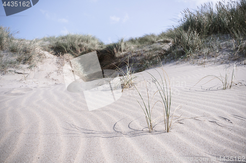 Image of Lyme grass on a dune near the sea