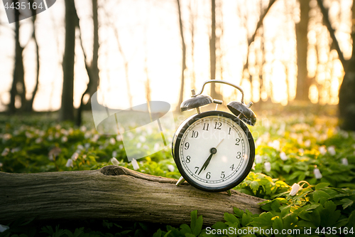 Image of Alarm clock on a wooden branch in a forest