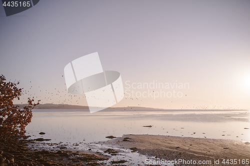 Image of Flock of seagulls flying over a frozen lake