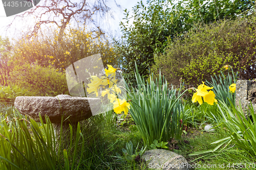 Image of Garden in the spring with blooming yellow daffodils