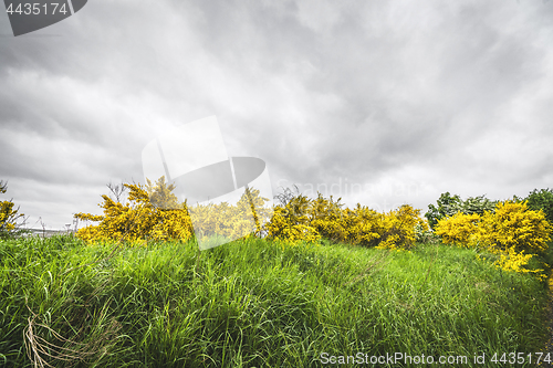 Image of Yellow broom bushes in green grass