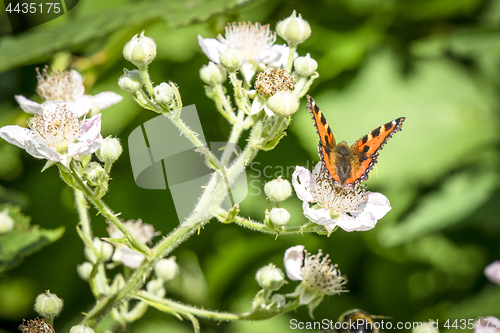 Image of Tortoiseshell butterfly in orange colors