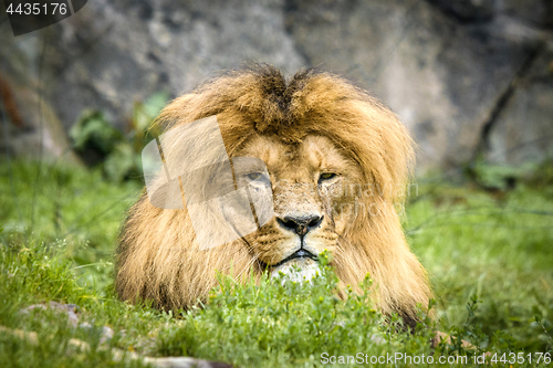 Image of Male lion with a large mane relaxing