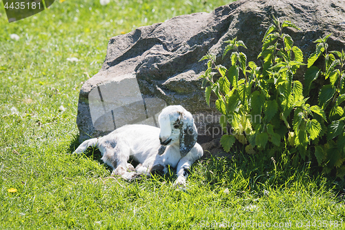 Image of Cute goating taking a nap in the summer