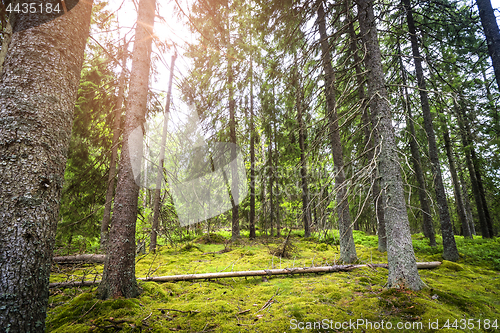 Image of Pine forest with green moss and sunshine