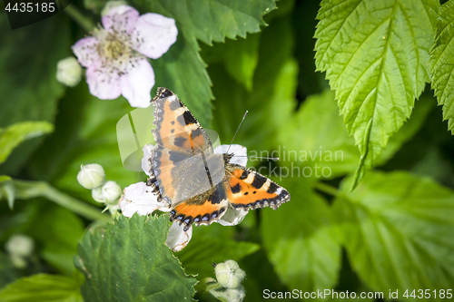 Image of Beautiful Tortoiseshell butterfly with open wings