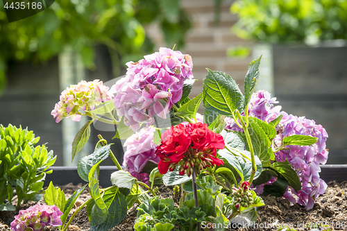 Image of Red and violet flowers in a flowerbed