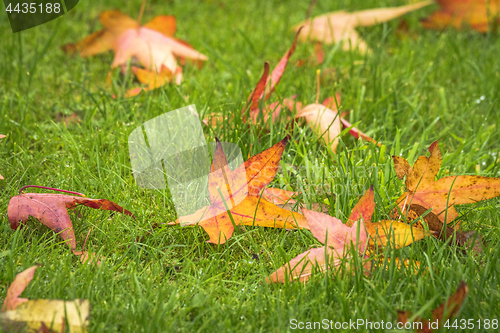 Image of Autumn maple leaves on a green lawn