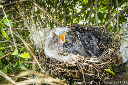 Image of Cute blackbirds in a birds nest