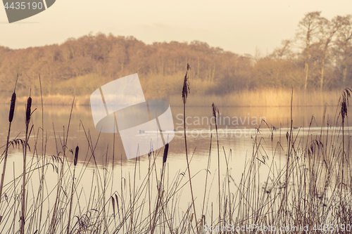 Image of Silhouettes of tall rushes by an idyllic lake