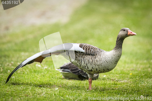 Image of Goose standing on one leg with large wings