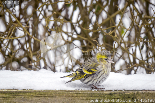 Image of Eurasian Siskin sitting in the snow