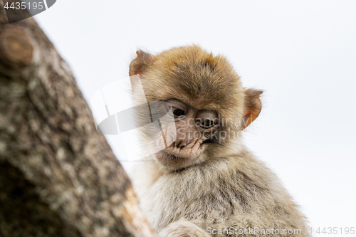Image of Young berber monkey in a tree