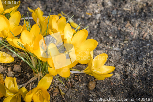 Image of Yellow crocus flowers from above in a garden