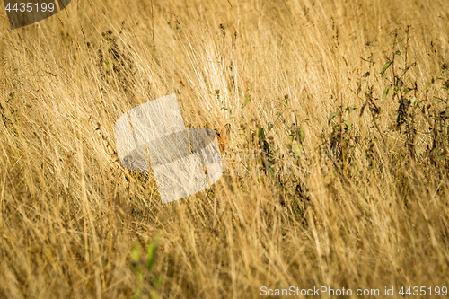 Image of Red fox hiding in tall grass with great camouflage