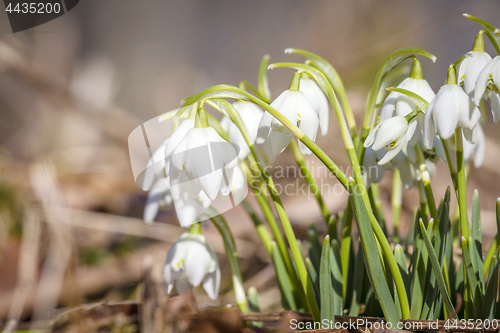 Image of Close-up of snowdrop flowers in the spring