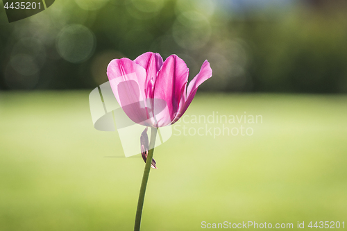 Image of Tulip flower in a green garden