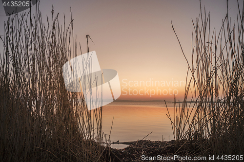 Image of Sunrise by a lake in the sunrise with tall rushes