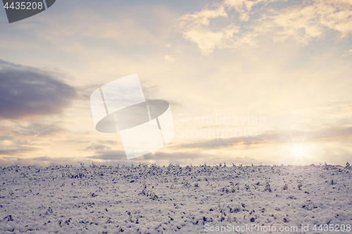 Image of Countryside field with frozen crops in the winter