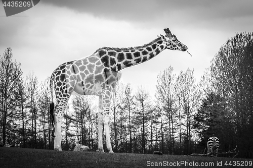 Image of Tall giraffe standing on a meadow 