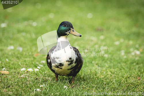 Image of Duck walking on a green lawn in the spring