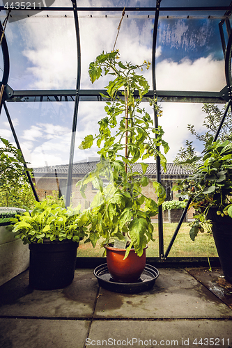 Image of Green tomato plant in a backyard greenhouse