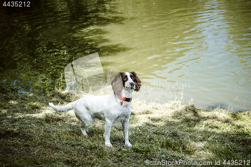 Image of Cute dog with an orange collar