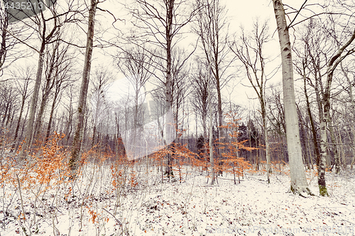 Image of Forest in the winter with small beech trees