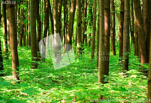 Image of summer forest