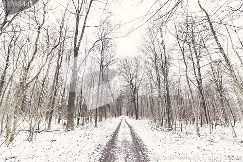 Image of Forest covered in snow in the wintertime