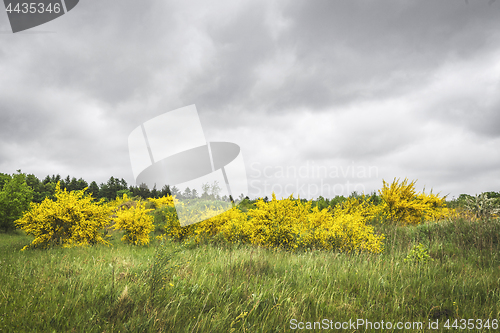 Image of Broom bushes in beautiful yellow colors on a green meadow