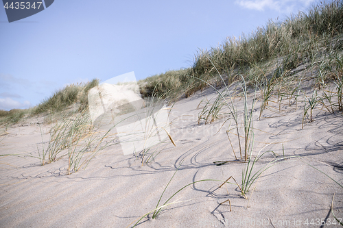 Image of Sand dune in the summer with fresh lyme grass