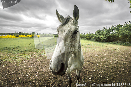 Image of Close-up of a white horse on a rural field