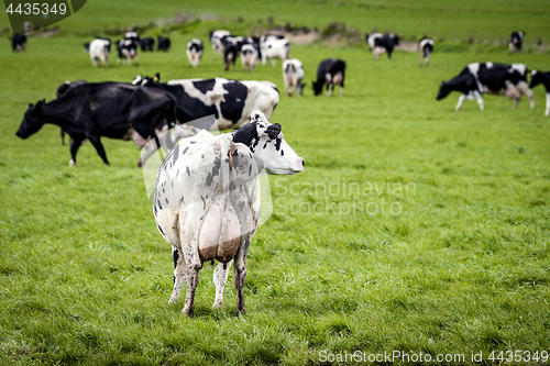 Image of White cow with black spots looking to the right