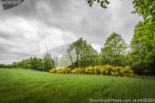 Image of Cloudy weather over a rural field with broom