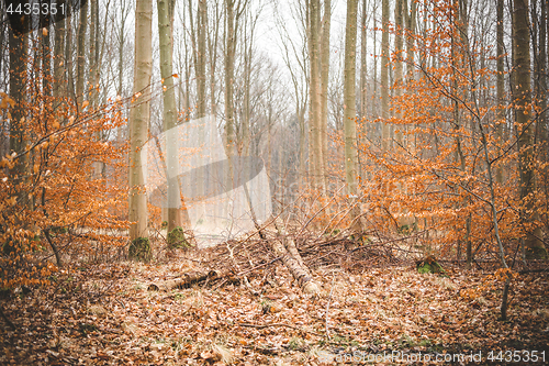 Image of Autumn in a beech forest with leaves