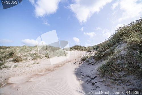 Image of Trail on a Scandinavian beach with lyme grass