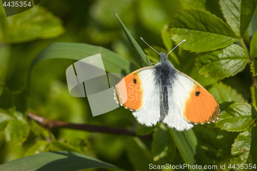 Image of Orange tip butterfly on a green leaf