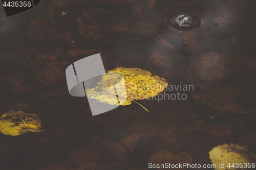 Image of Yellow autumn leaves in a puddle