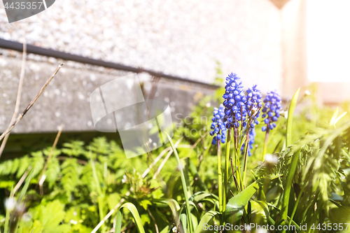 Image of Bluebell flower in a garden