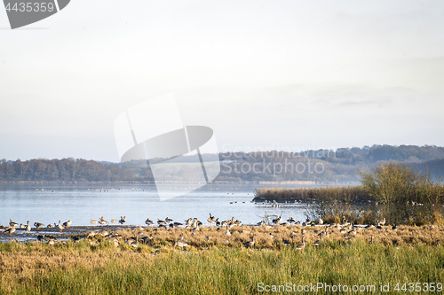 Image of Large flock of geese by a lake in the morning