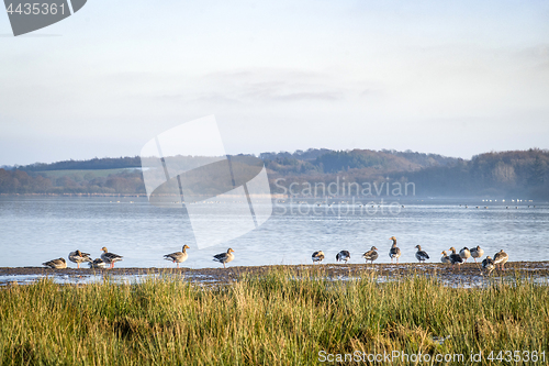 Image of Geese by a lake in the spring with green grass